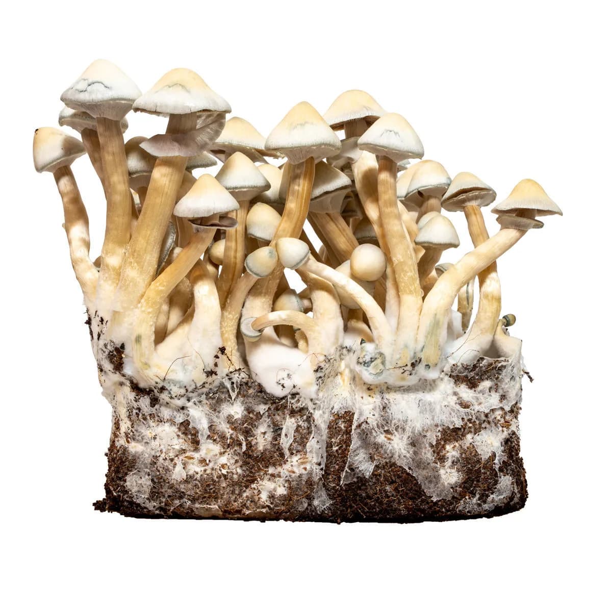 Albino A+ flytande kultur-spruta (Acid Shroomz)