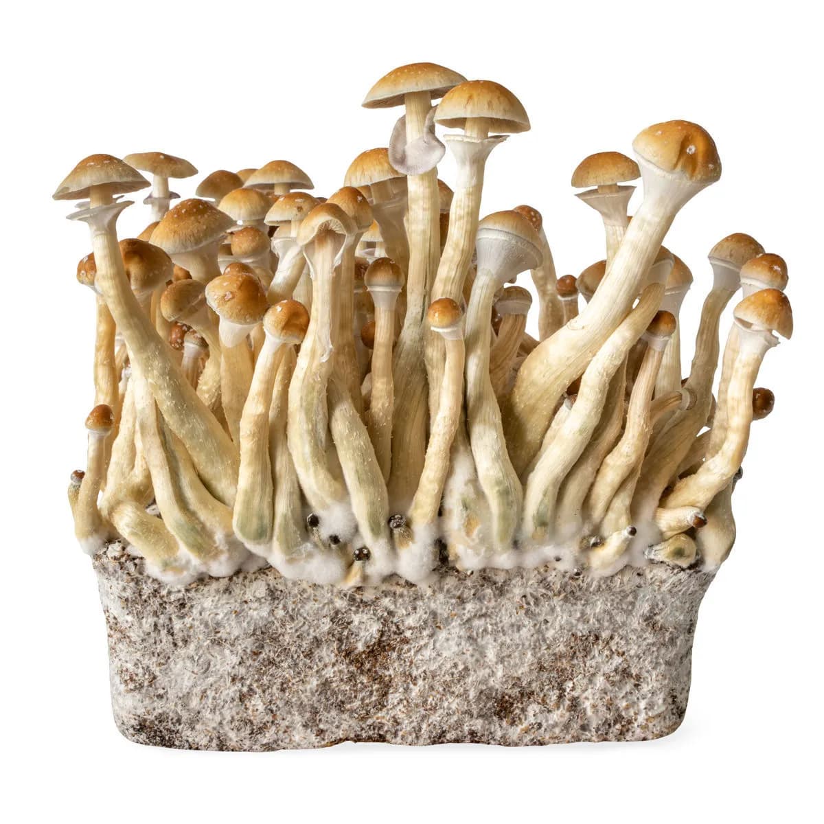B+ Flytande Kultur-spruta (Acid Shroomz)