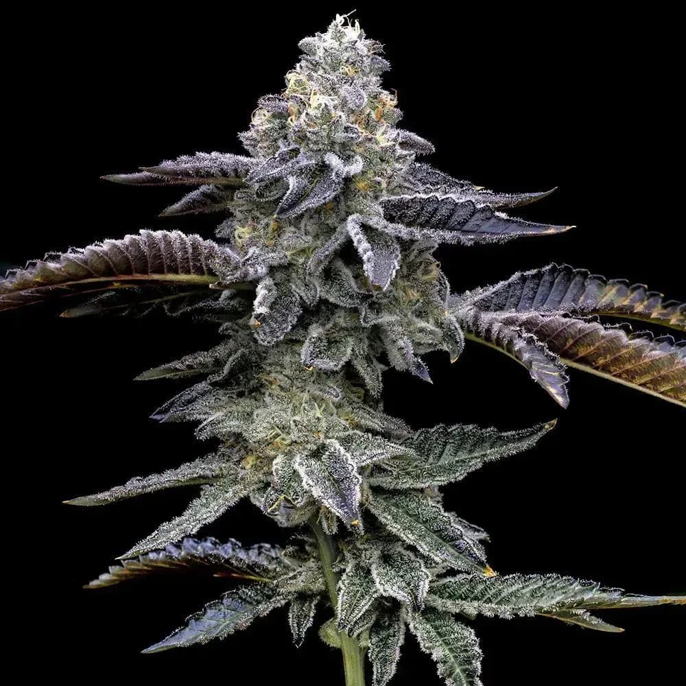 Blue Dream
