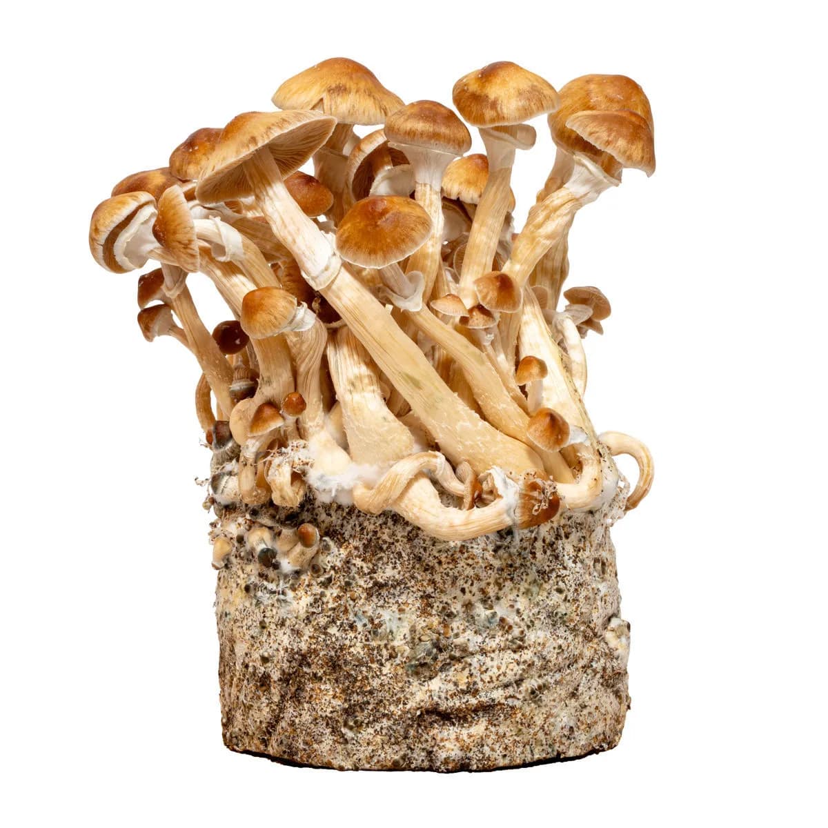 Cambodia flytande kultur-spruta (Acid Shroomz)