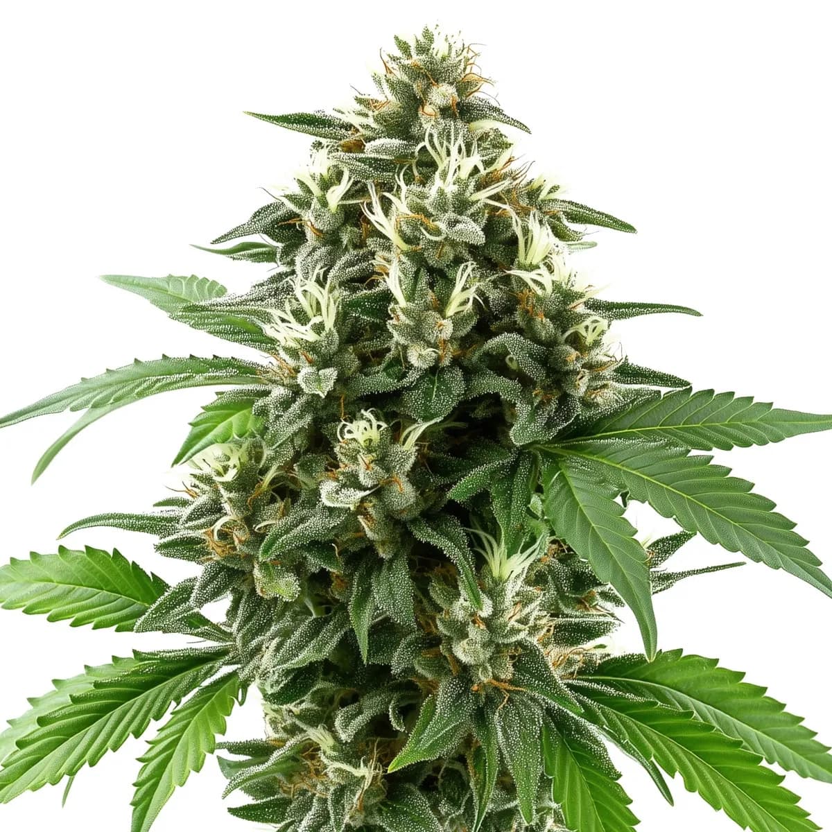Hawaiian Snow Auto