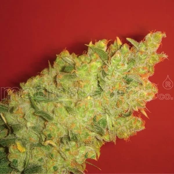 Jack La Mota