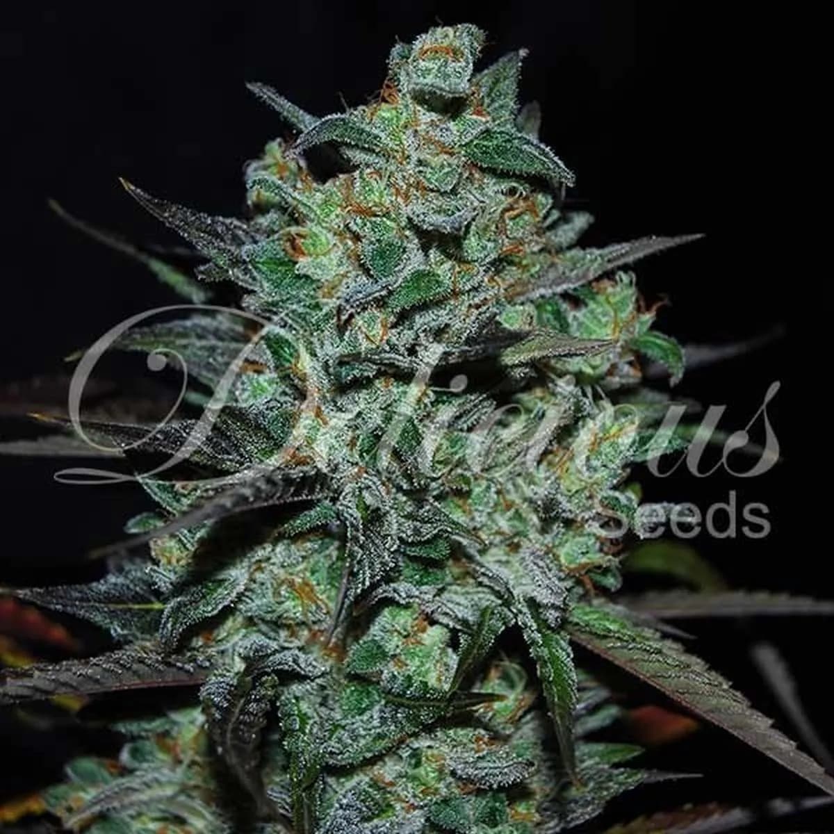 Northern Light Blue THC-Free