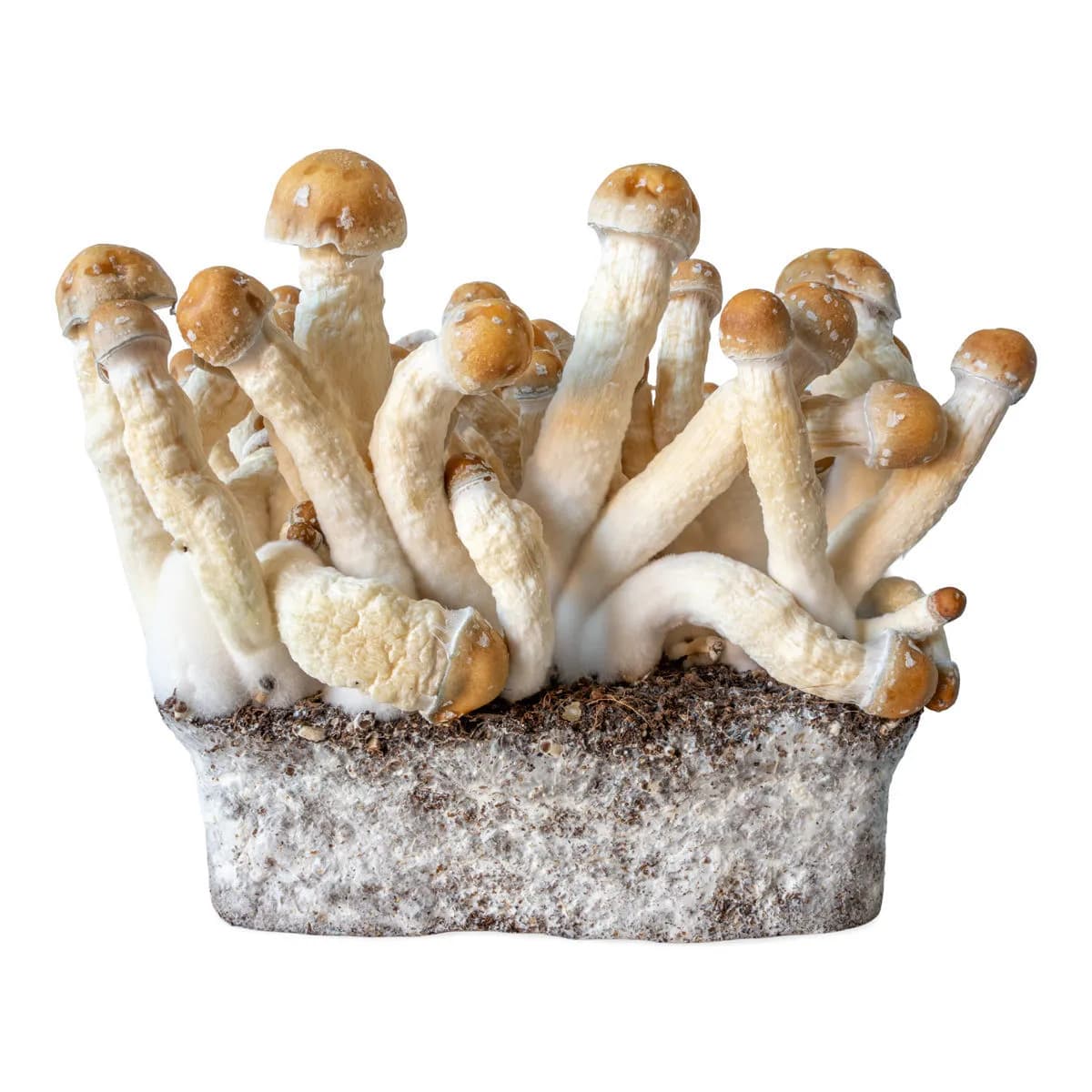 Penis Envy flytande kulturspruta (Acid Shroomz)