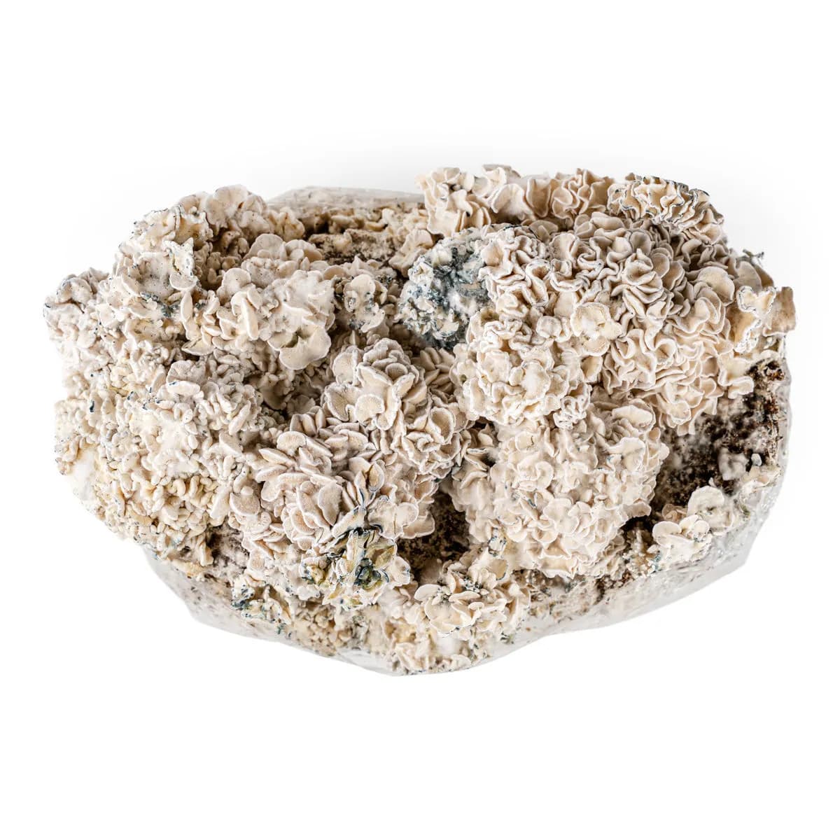 Ready-2-Grow Bag 'Enigma' odlingssats