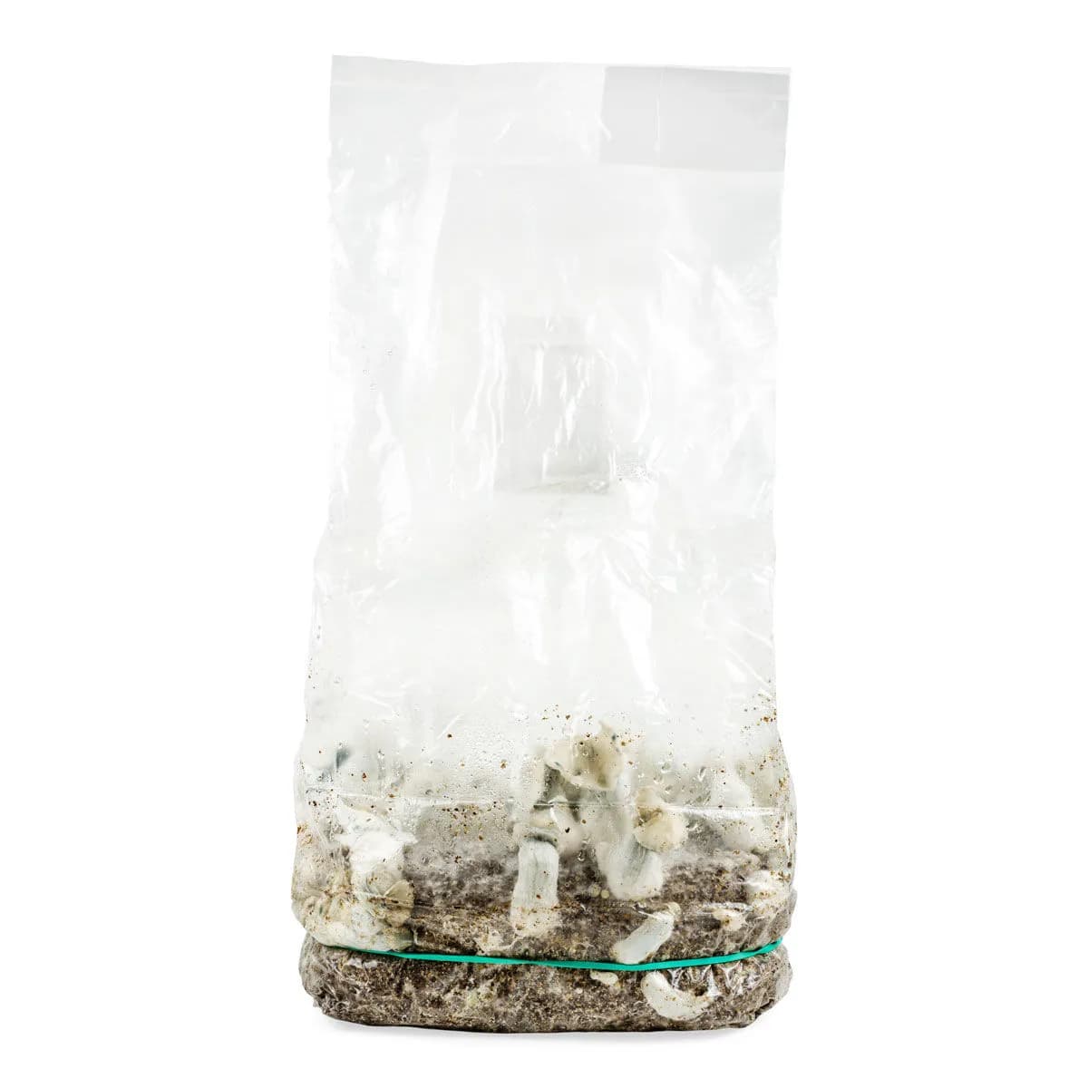 Ready-2-Grow-påse 'Jack Rabbit'