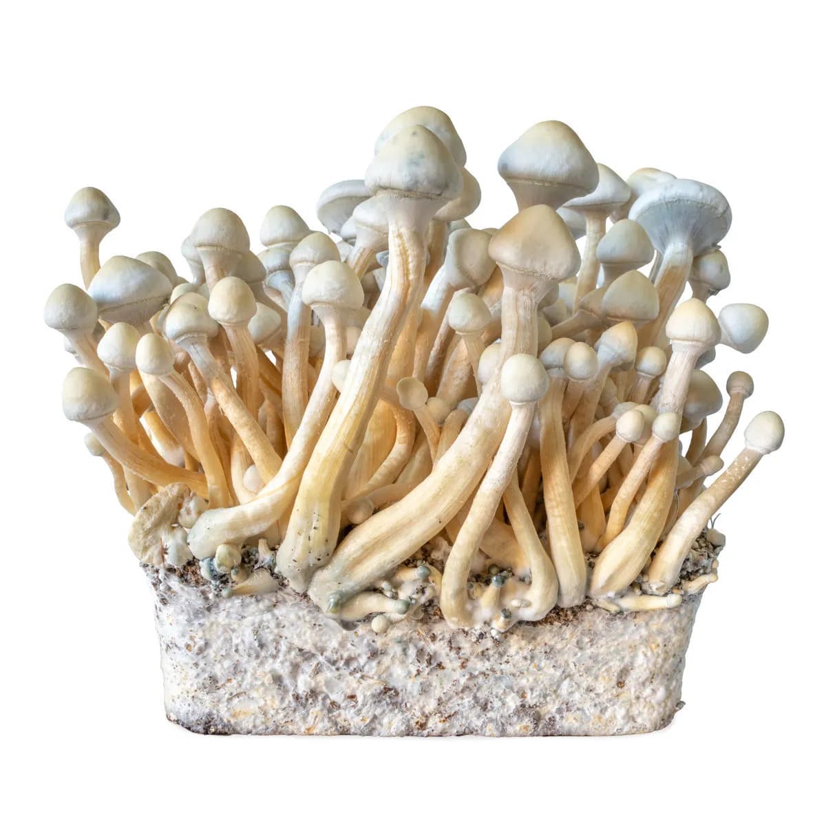 Rusty Whyte Vätskekultur-spruta (Acid Shroomz)