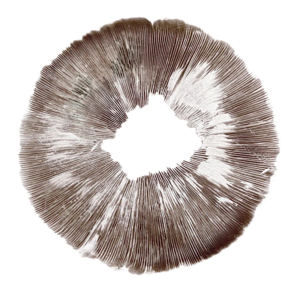 Sportryck Psilocybe cubensis Amazonas