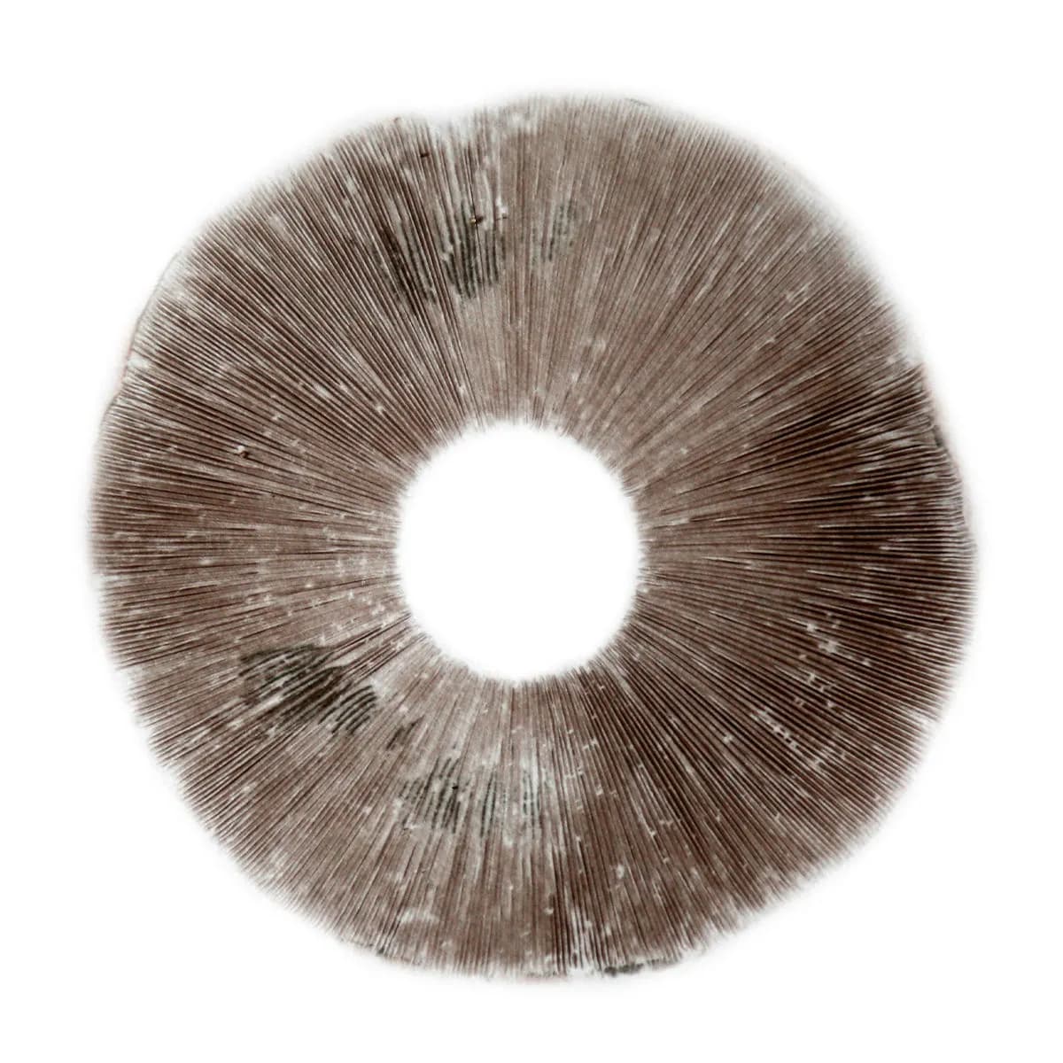 Sportryck Psilocybe Cubensis B+