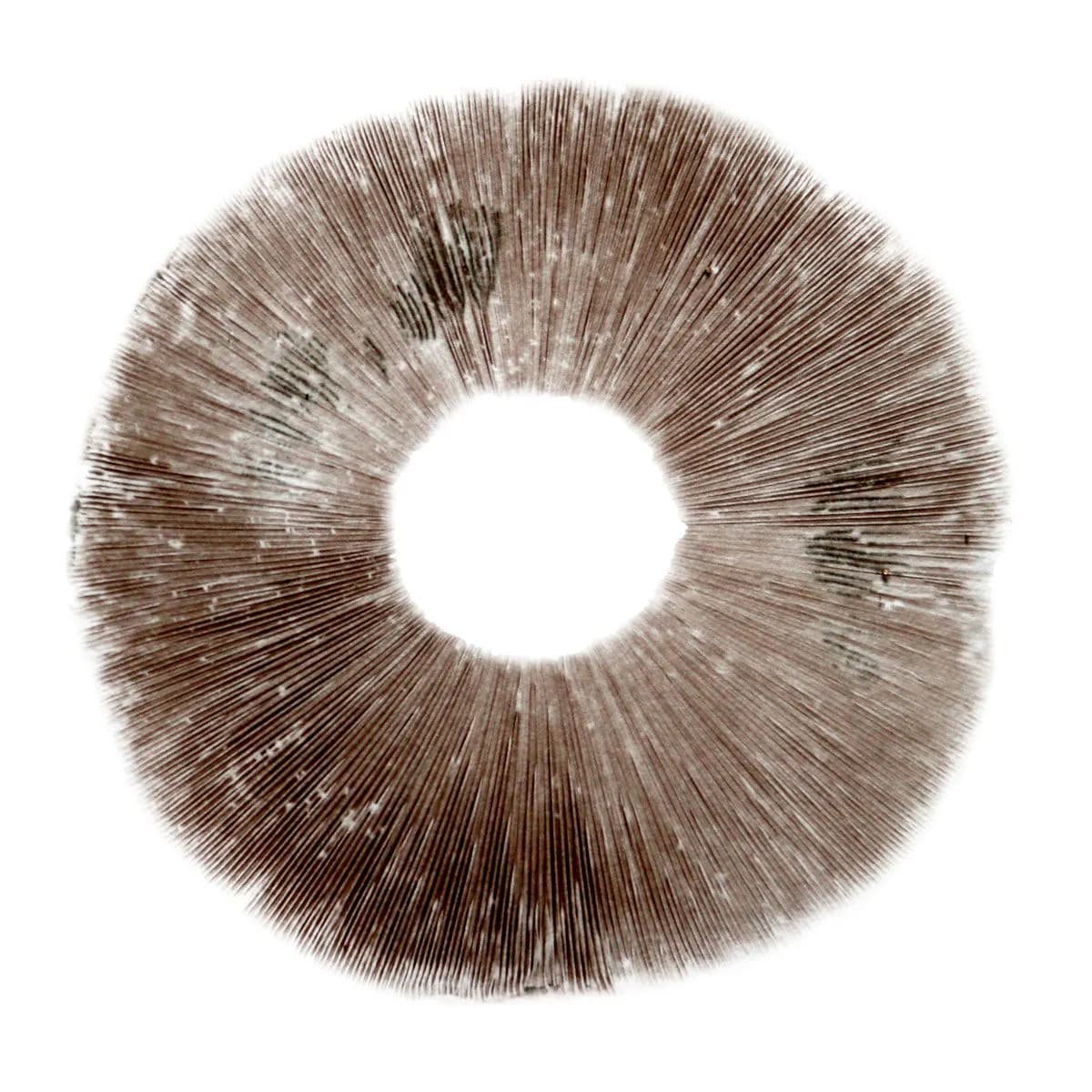 Sportryck Psilocybe cubensis Ban Hua Thai