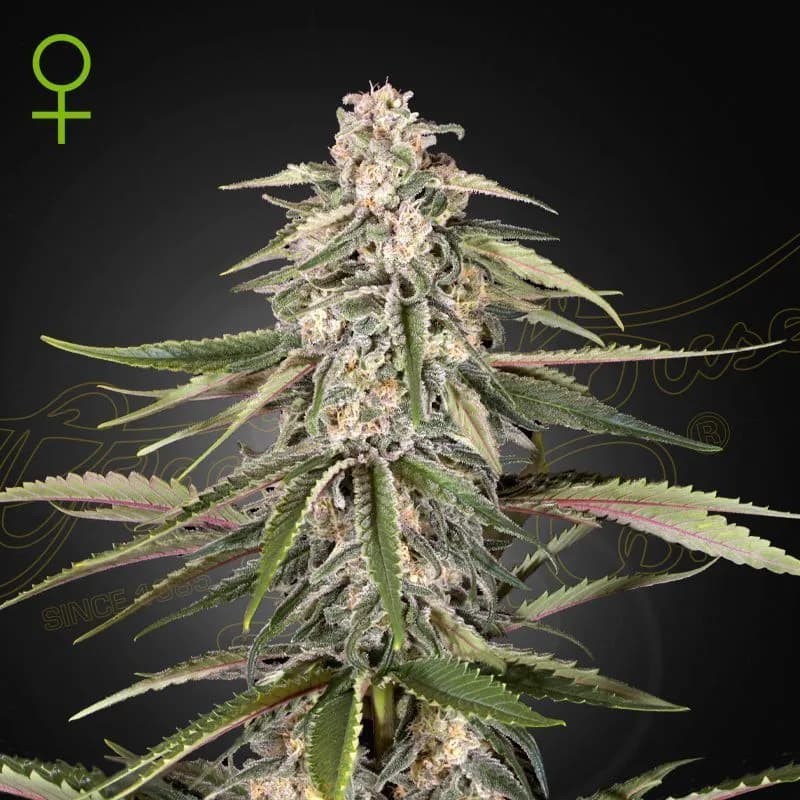 Super Bud