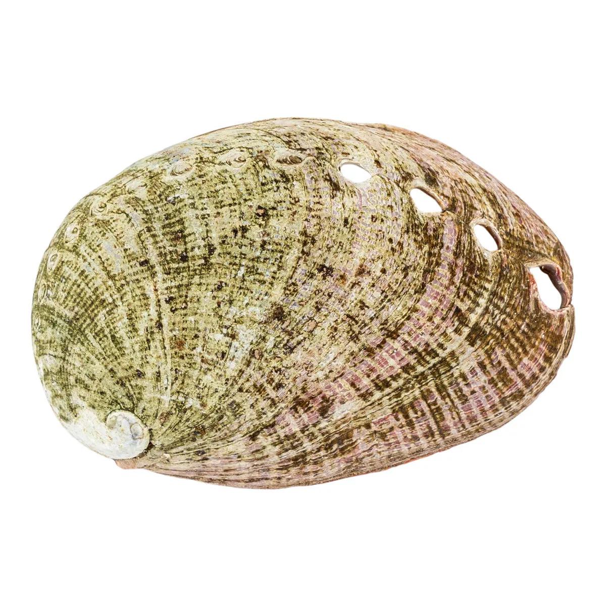 Abalonsnäcka