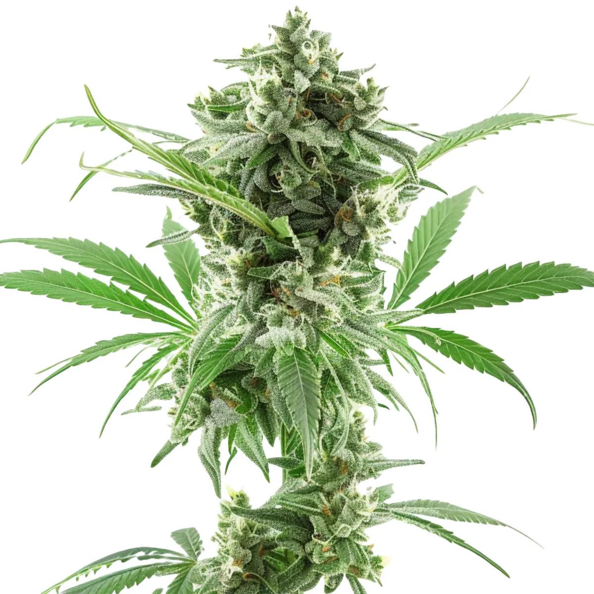 AK-47 Auto