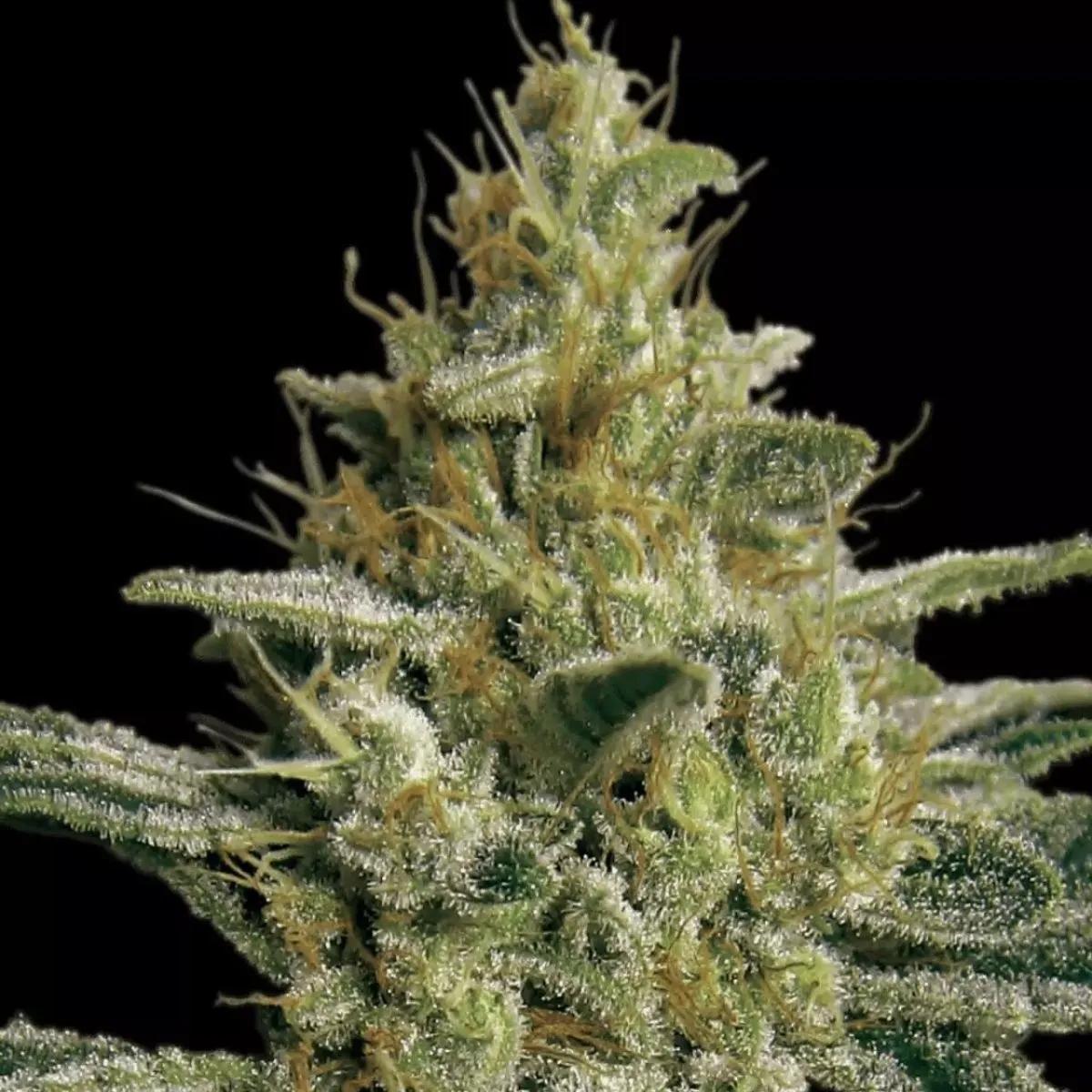 Allkush