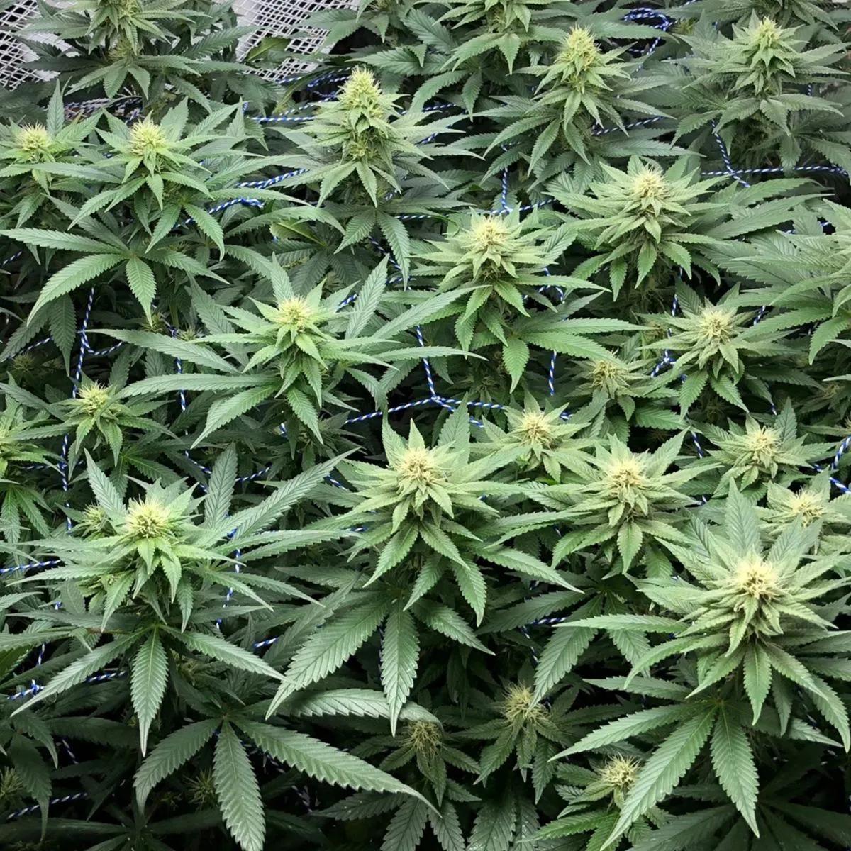 Amazing Haze