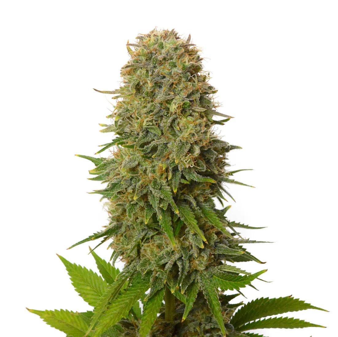 Amnesia Haze