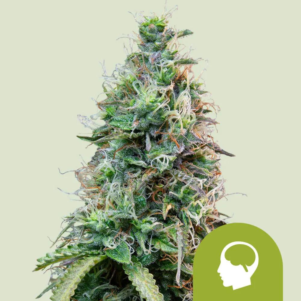 Amnesia Haze Autoflower