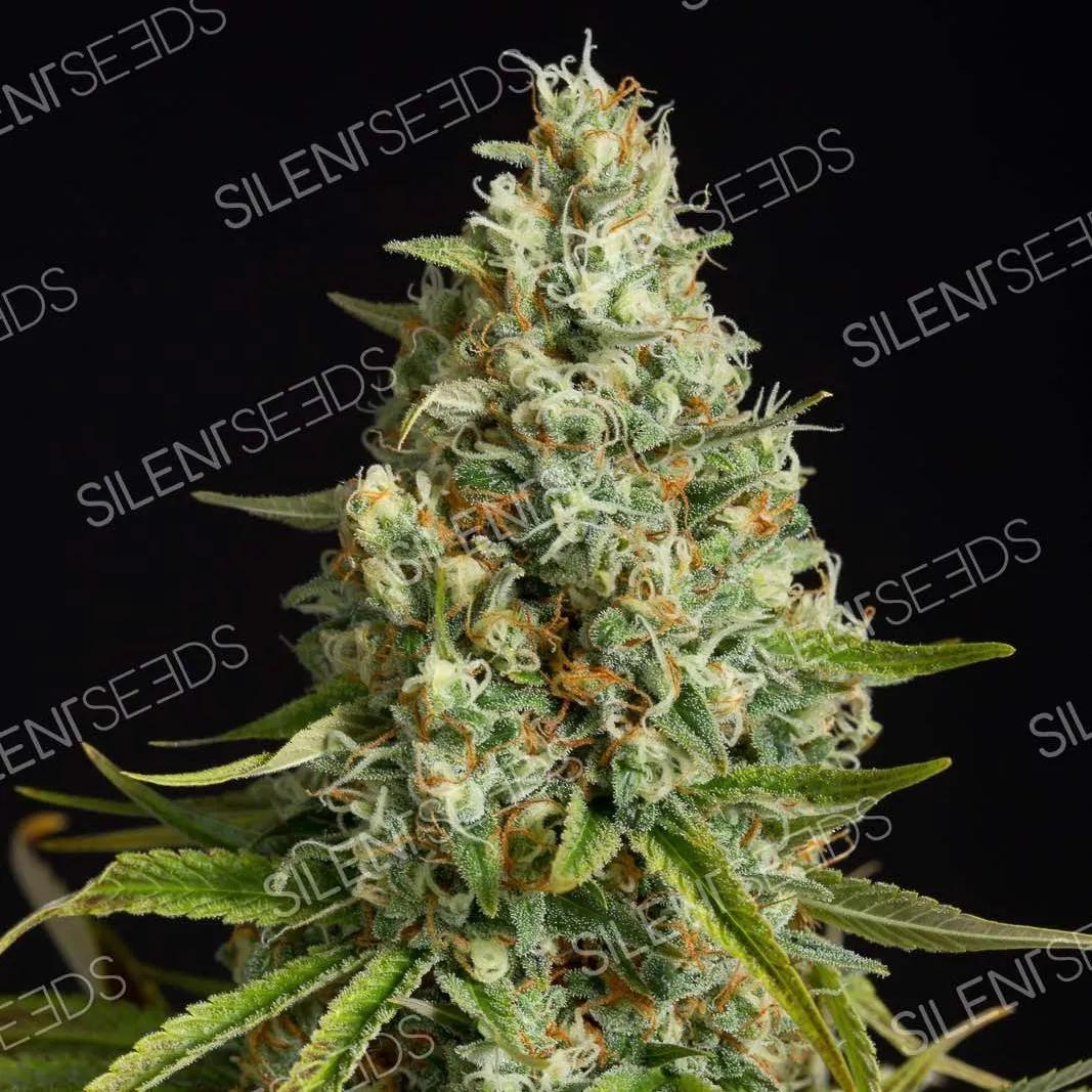 Amnesia Lemon