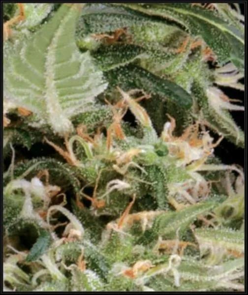 Arjan's Ultra Haze 1