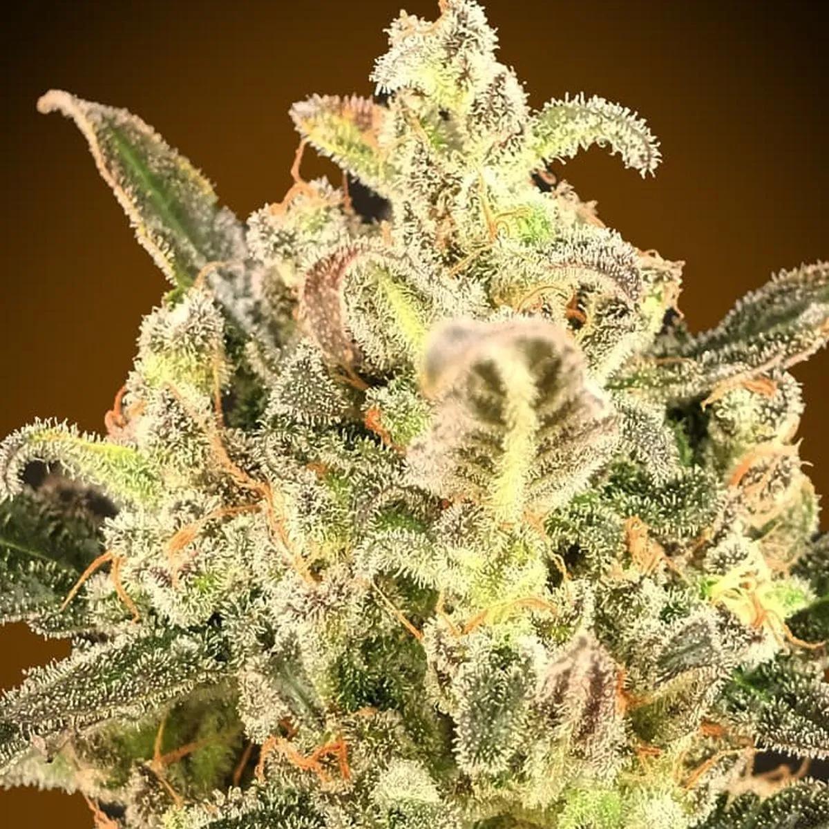 Auto Biodiesel Mass XXL