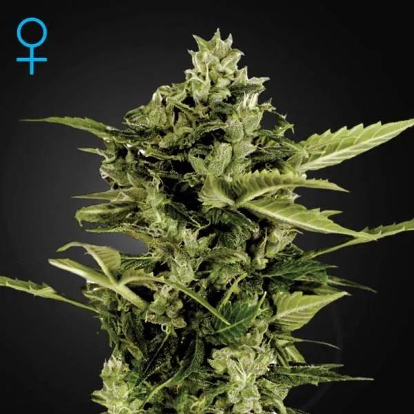 Auto-Bomb Autoflowering