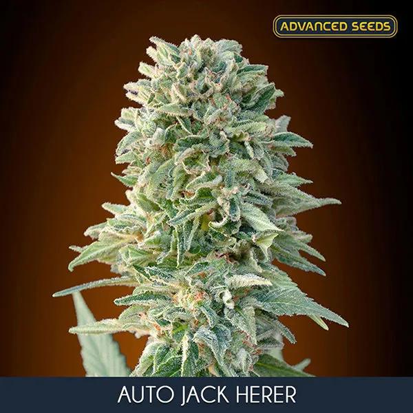 Auto Jack Herer