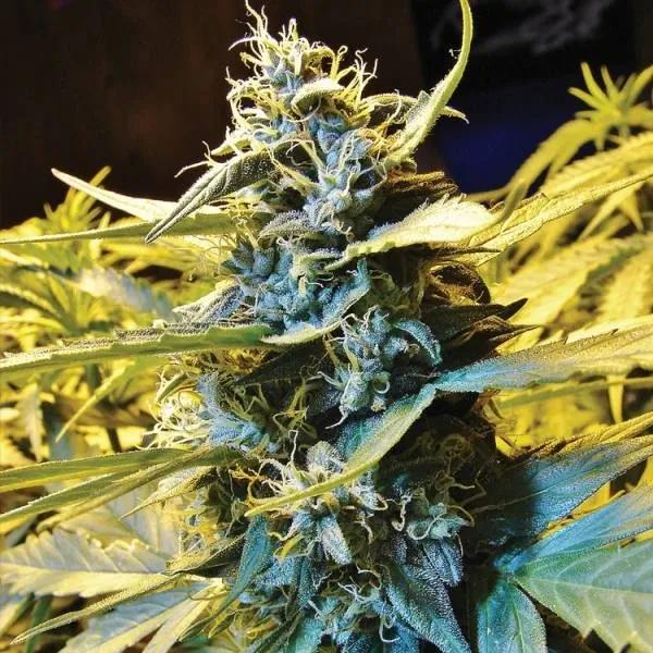 Auto Northern HOG