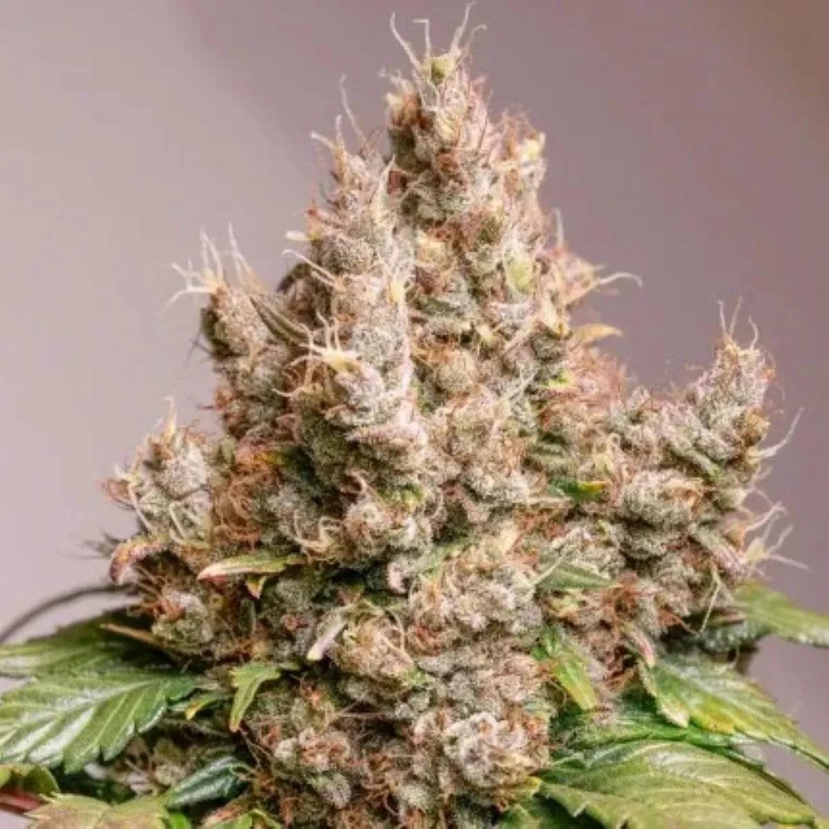Auto Red Tropicana Cookies