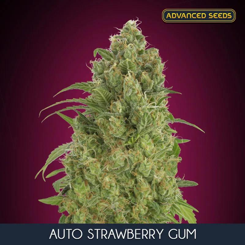 Auto Strawberry Gum