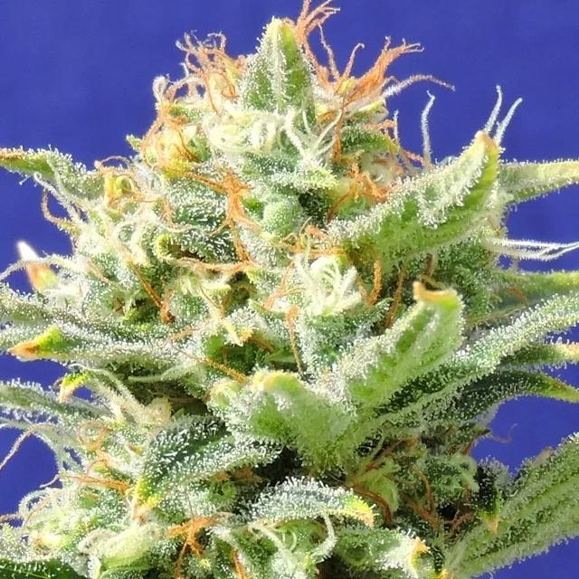 Auto Super Skunk