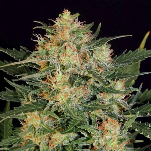 Autoflowering White Russian