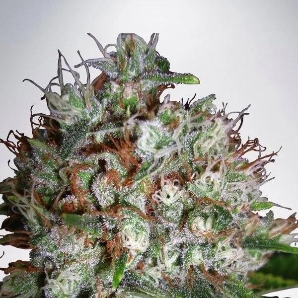 Big Bud XXL