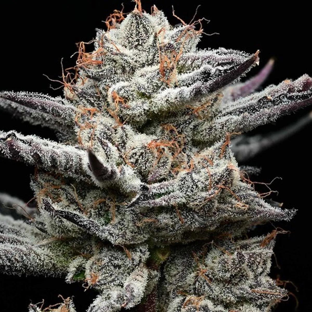 Black Cherry Gushers (Barney's Farm x Backpackboyz)