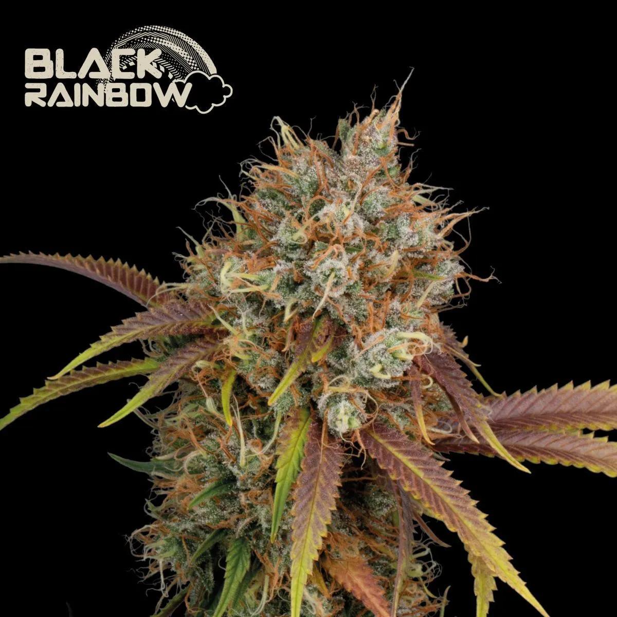 Black Rainbow (Seedstockers)