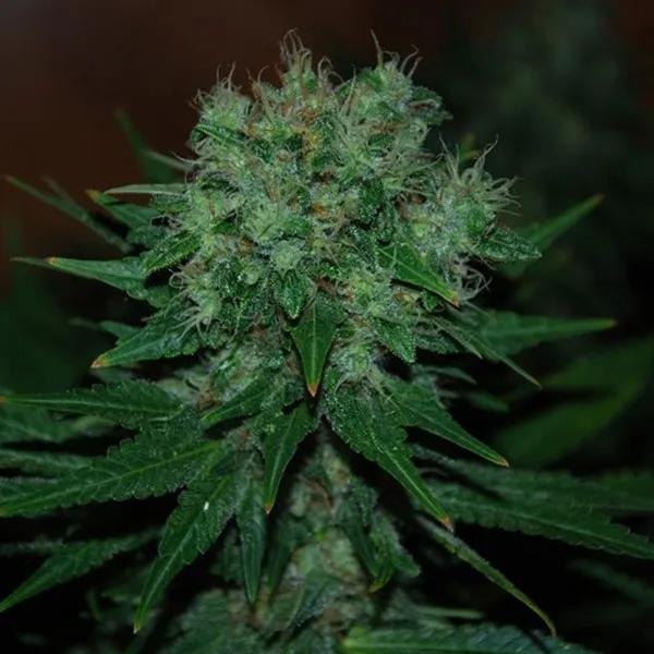 Blue Cheese Auto