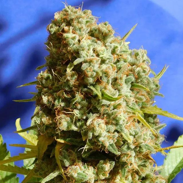 Bruce Banner 3 Fast