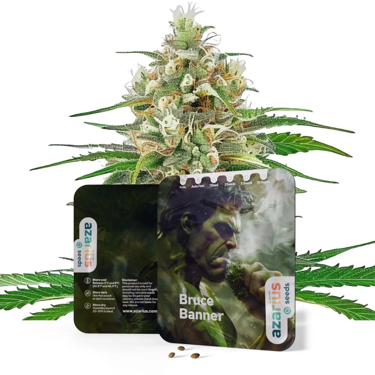 Bruce Banner Auto
