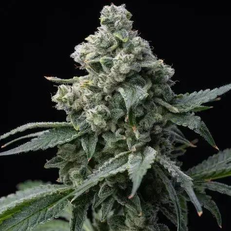 Bruce Banner