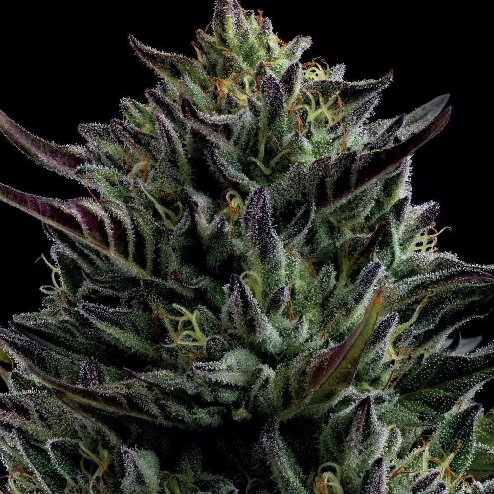 California Octane