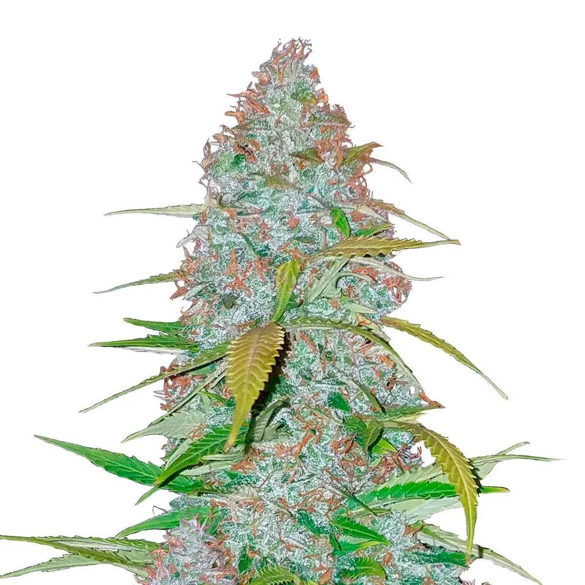 Californian Snow Auto