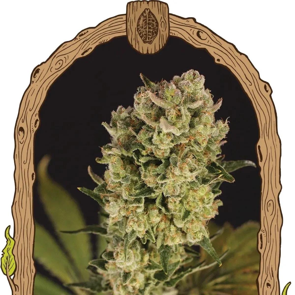 Candy Jungle Auto (Exotic Seed)