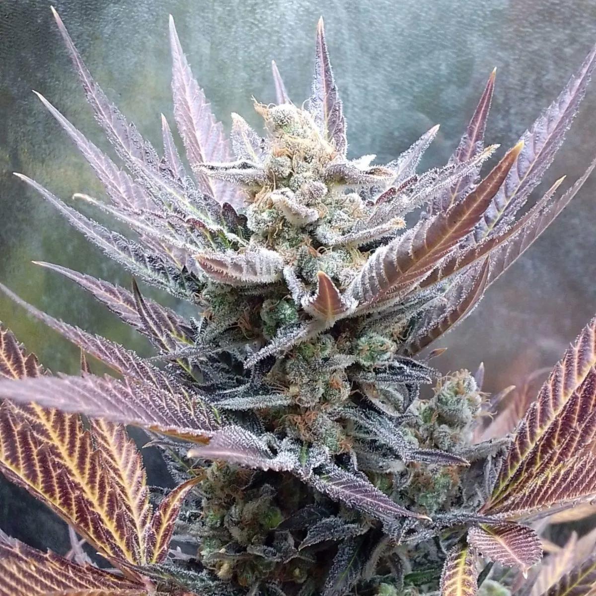 Cherry Cookies