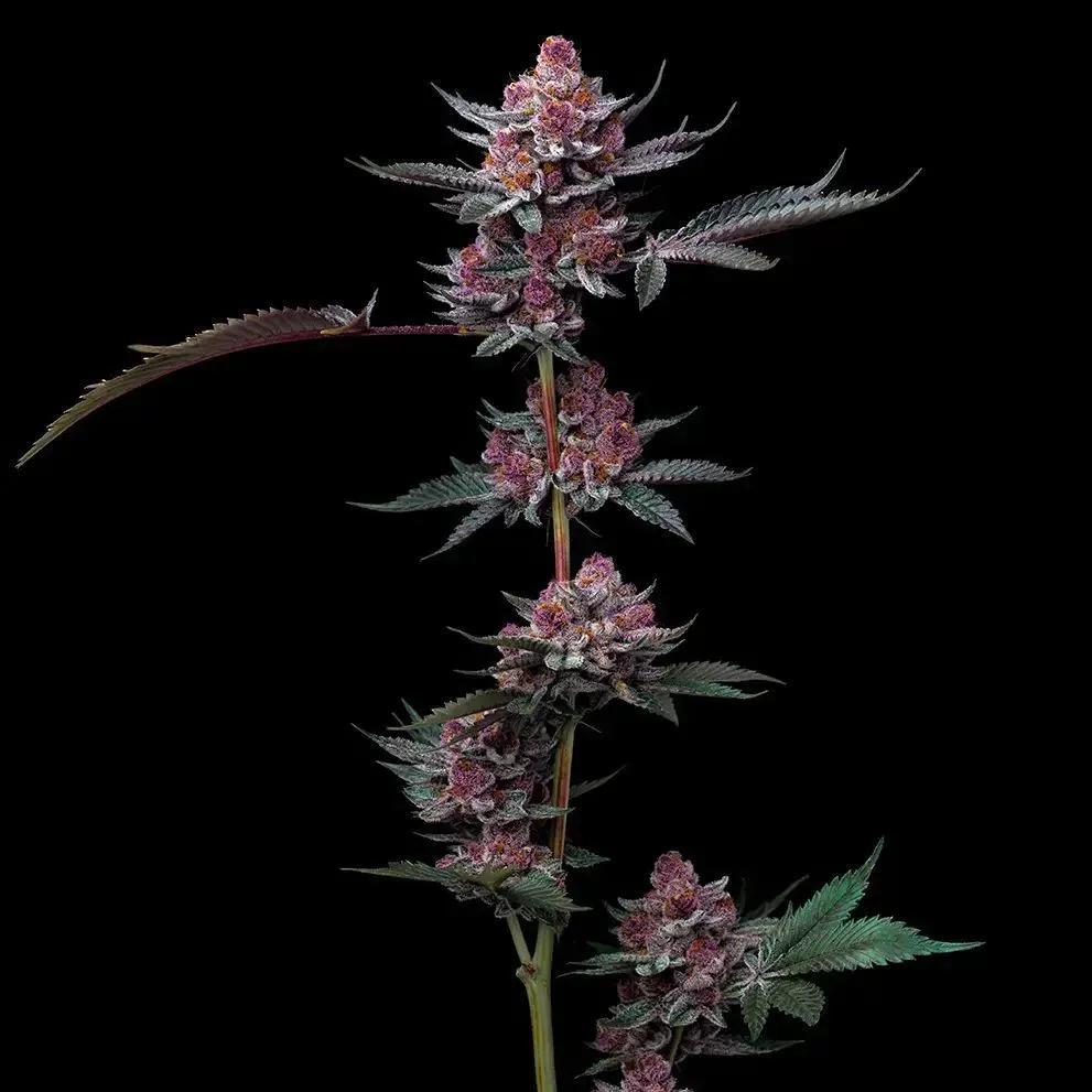 Cherry Poppers
