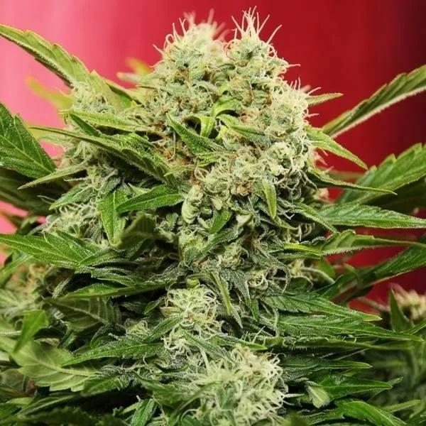 Chronic Ryder Autoflower