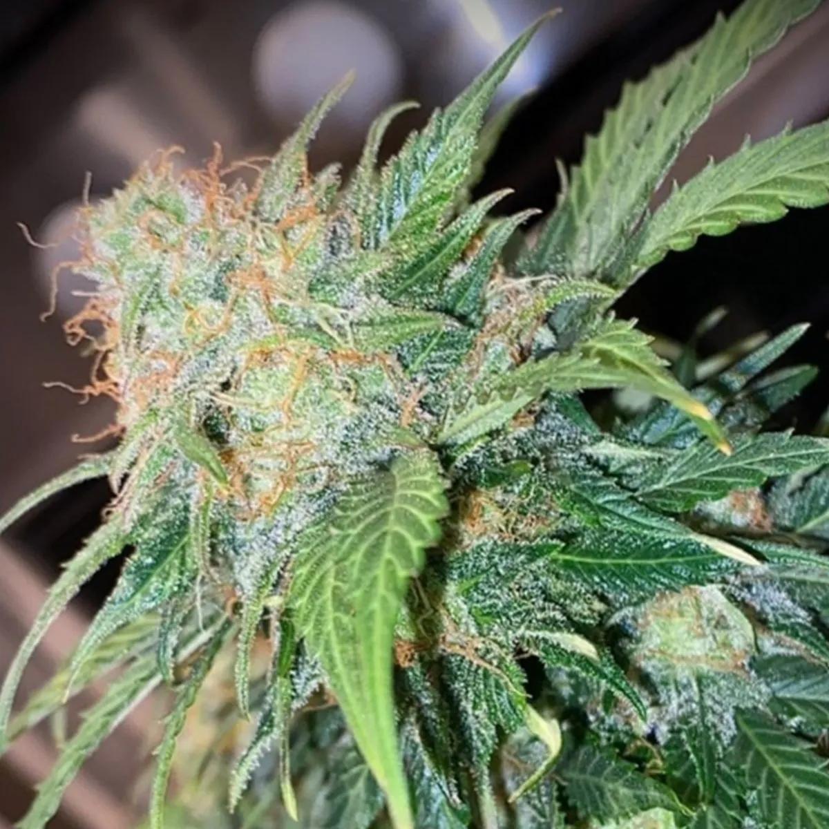Clementine Dream