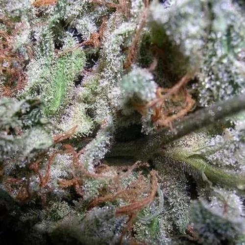 Collection Pack Indica Champions