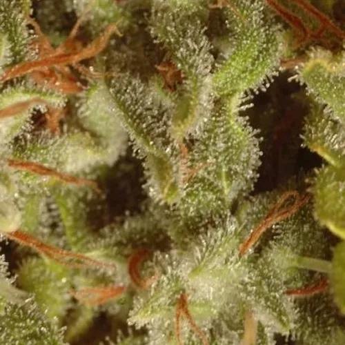Collection Pack Sativa Champions