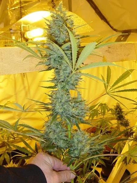Critical Haze