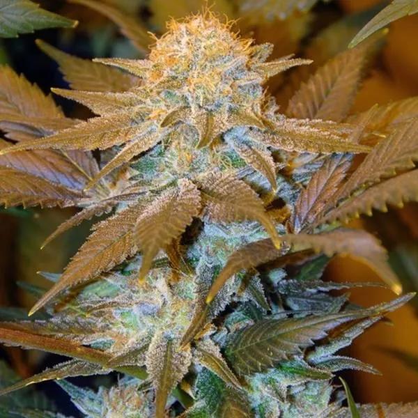 Critical HOG