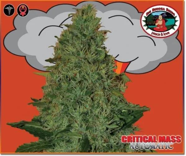 Critical Mass Autoflower